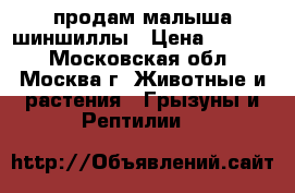 продам малыша шиншиллы › Цена ­ 2 500 - Московская обл., Москва г. Животные и растения » Грызуны и Рептилии   